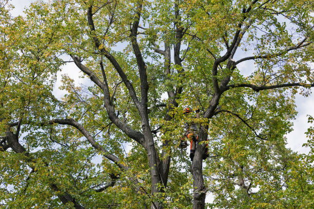 How Our Tree Care Process Works  in  North New Hyde Park, NY